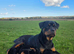 Stunning Rottweiler Puppies