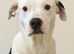 American bull+husky