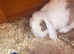Purebred mini lop