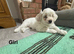 Puppies for sale