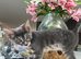 Beautiful Blue Female Bengal Kittens - TICA Reg - Ready Now!