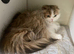 TICA active registered adult cats