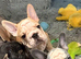 Velvet French bulldogs READY NOW