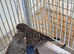 Black faced / winged budgie