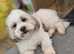 Handsome Lhasa Apso stud (Proven)