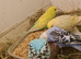 Lovely budgies