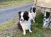 Border collies brothers long hair black / white