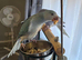 Hand-Reared Indian Blue Cleartail Ringneck