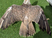 2 gyr x saker falcons