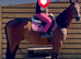 Dandy 15.3h gelding TB 4yo