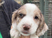Cocker Spaniel Puppies