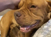 mastiff puppies