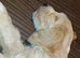 Cocker spaniel cross Chinese cresten