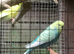 Budgies for sale
