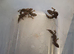 For sale. Viper geckos