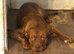 Dogue de Bordeaux cross springer