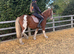 Dell 13.2hh Cob Cross Gelding, 3 Years Old
