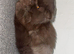 Male brown and lilac female British short hair