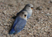 Love Birds