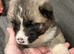 American Akita Puppies