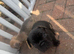 French puppies for sale