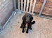 Springer spaniel cross collie