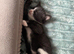 Two little long haired girls