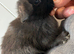 Fluffy friendly girl and boy pair left