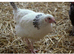 Pol hybrid hens
