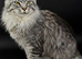 Gccf registered Maine coons Silver Blue