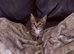 Beautiful kitten