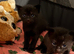 5x male kittens