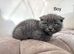 Scottish Fold kittens