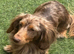 Miniature dachshund puppies Long haired