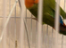 Male love bird untamed