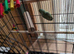 Young parrotlet