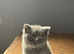 British Shorthair Kittens for Sale