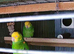 Breeding pair Magna Double Yellow Heads