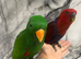 Ready Now Baby Handreared Super Tame Eclectus Parrot,18