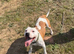 Staffordshire Bull Terrier Pups