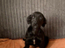 Sad sale of tiny our beautiful little jackrussel cross Yorkie
