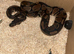 Royal ball python