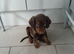 9 week puppies for sale quick sale open to offers from 700