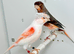 Harlequin canaries for sale
