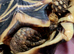 Indian Star Tortoise (Male)