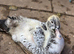 Beautiful muscovy ducks unsexed
