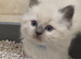 Beautiful Male Ragdoll Kittens