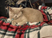 Beautiful male British shorthair
