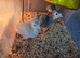 Two-Week-Old Slate Cross Bronze Turkey Chicks for Sale – Bridgwater