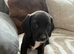 Springer spaniel cross dachshund puppies